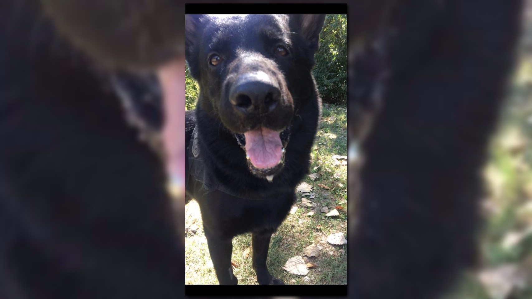 Ferguson Police dog gets new titanium teeth